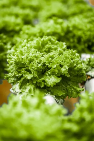 Lettuce