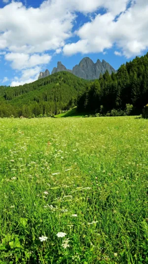 Alpine Landscape