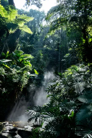 Forest Mist