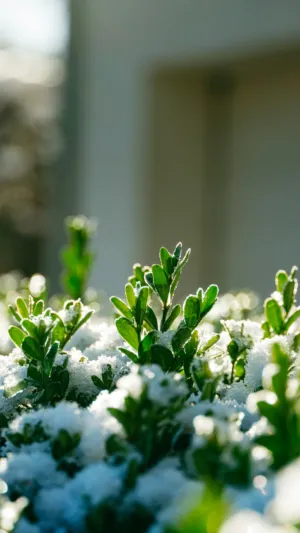 Snow-Covered Greenery