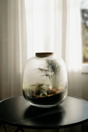 Glass Jar With Plants