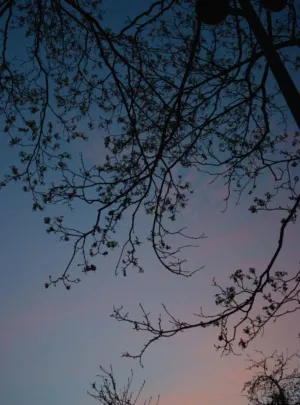 Twilight Branches