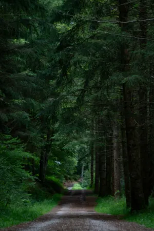 Forest Path