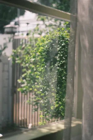 Window View Of Greenery