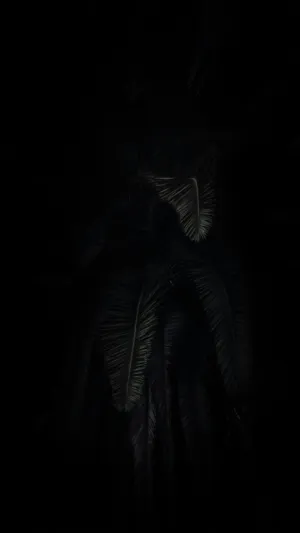 Dark Palm Tree Silhouette