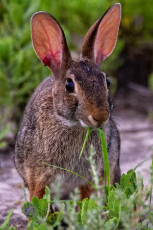 Cottontail Rabbit