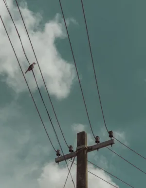 Bird On A Wire
