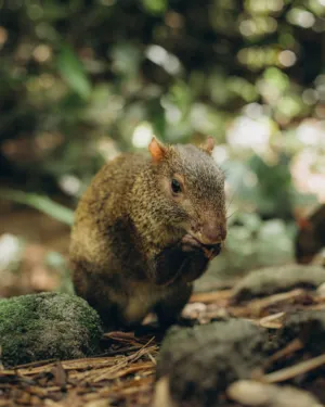 Agouti In The Forest