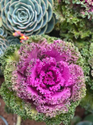 Purple And Green Leafy Plant