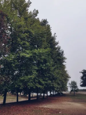 Autumn Trees