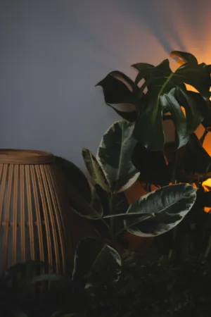 Indoor Plant And Lamp