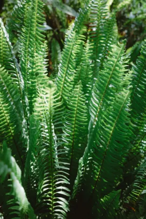 Green Ferns