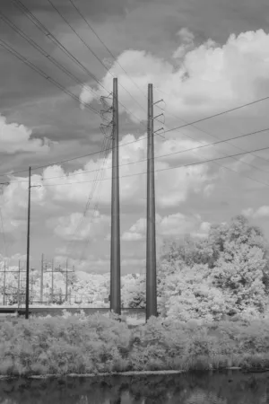 Power Lines And Trees