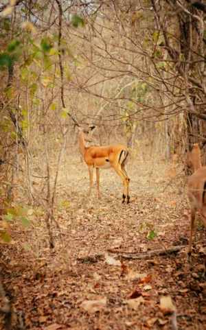 Antelope In The Wild