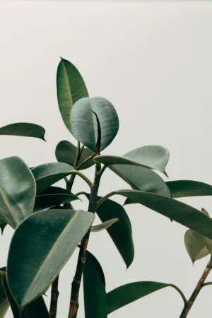 Green Plant
