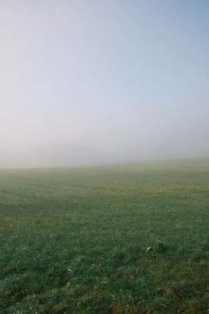 Misty Field