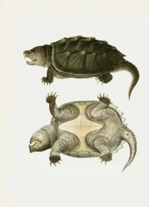 Snapping Turtle Illustration