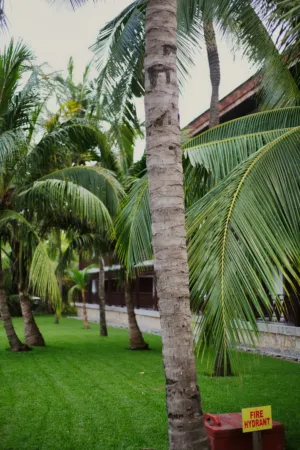 Palm Tree Garden