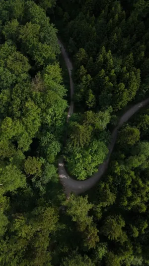 Forest Path