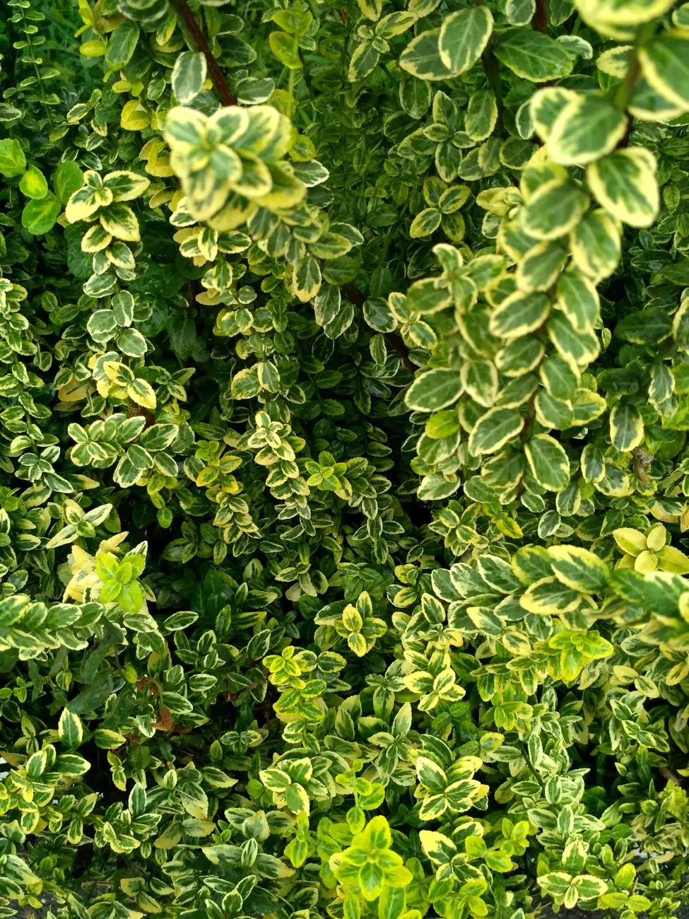 Variegated Greenery