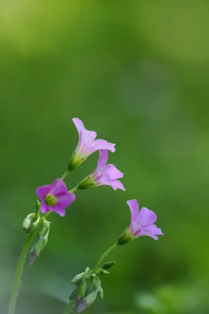 Pink Wildflowers