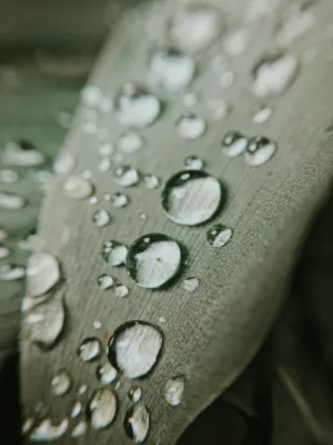 Raindrops On Leaf