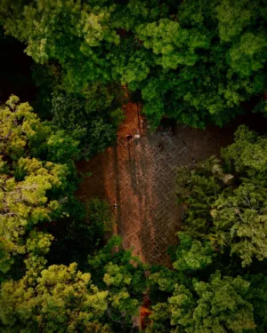 Forest Path