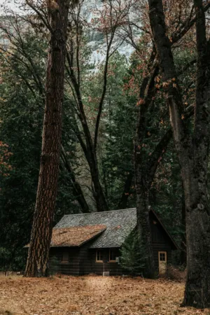 Forest Cabin