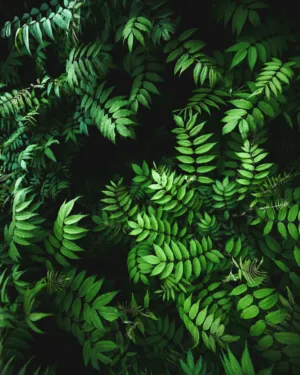 Green Leaves