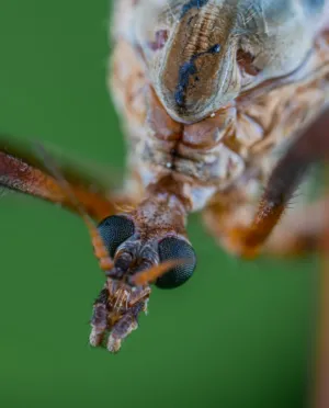 Macro Insect