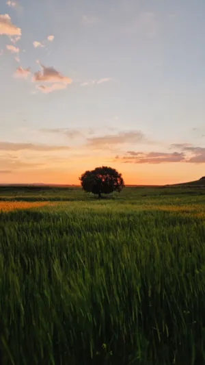 Solitary Tree At Sunset