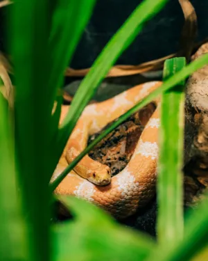 Snake In The Grass