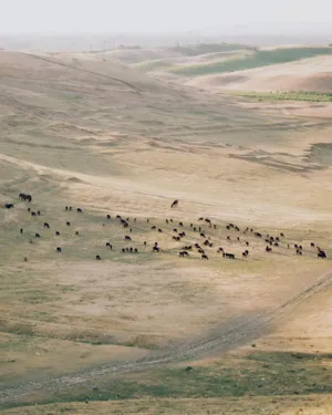 Hilly Pasture With Grazing Animals