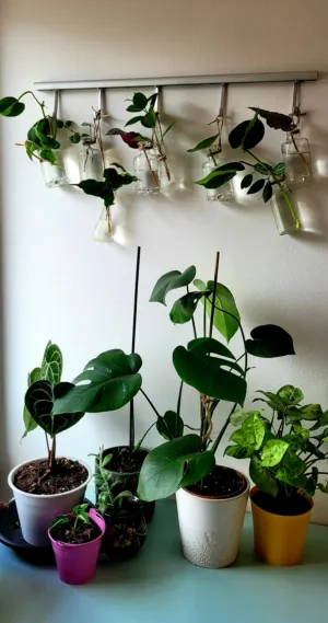Indoor Plant Collection