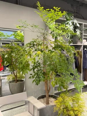 Modern Store Interior With Plants