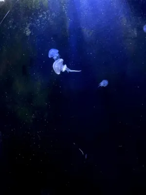 Jellyfish In The Abyss