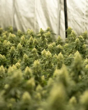 Cannabis Farm