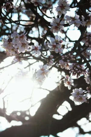 Spring Blossoms