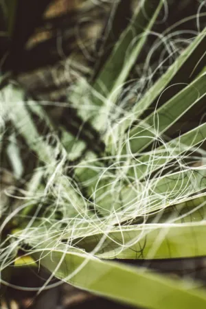 Green Plant With White Fibers