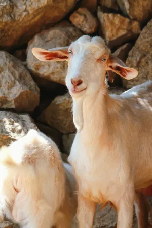 Goat In A Rock Wall
