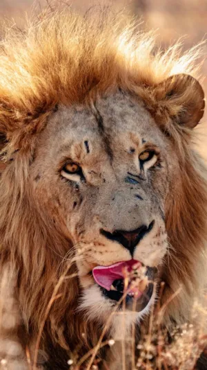 Lion In The Wild