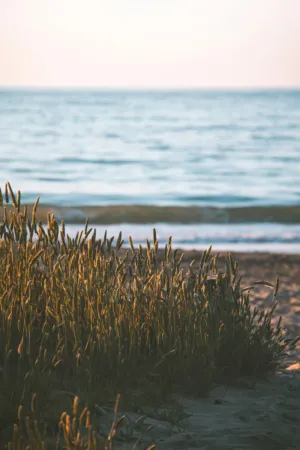 Beach Grass At Sunset