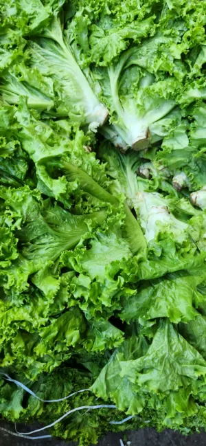 Fresh Lettuce