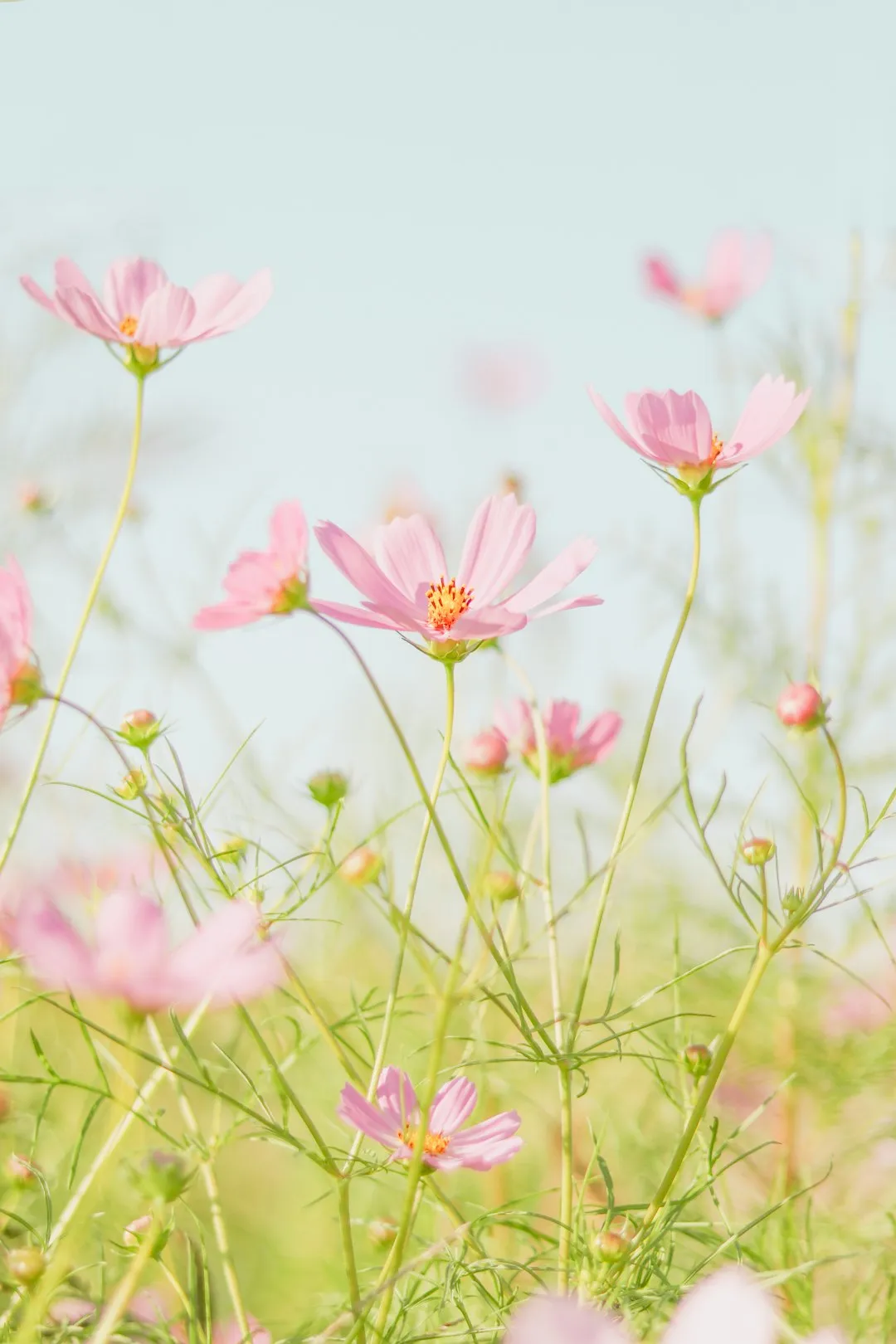 Pastel Pink Flowers