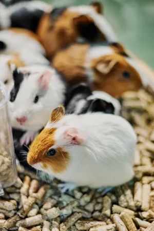 Guinea Pigs