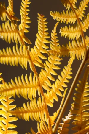 Golden Ferns