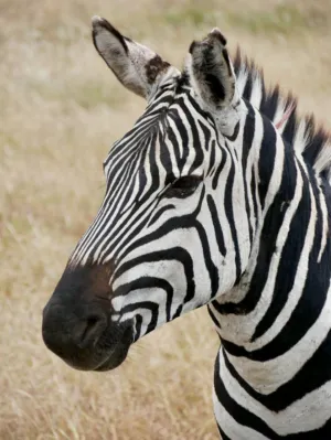 Zebra Portrait
