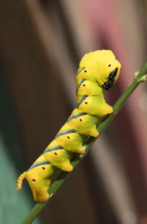 Yellow Caterpillar