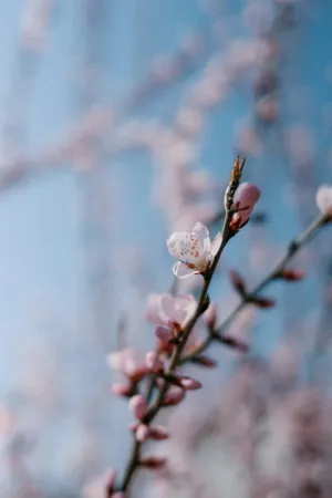 Cherry Blossom Branch