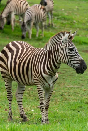 Zebra In The Wild